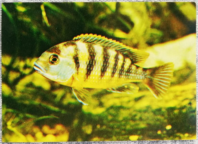 Cichlids 1983 Pseudotropheus Livingstone 15x10.5 cm aquarium fish postcard USSR  