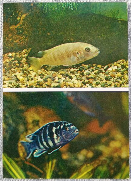 Cichlids 1983 Freiberg Labidochromis 10.5x15 cm aquarium fish postcard USSR  