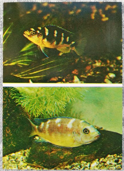 Cichlids 1983 Chameleon 10.5x15 cm aquarium fish USSR postcard  