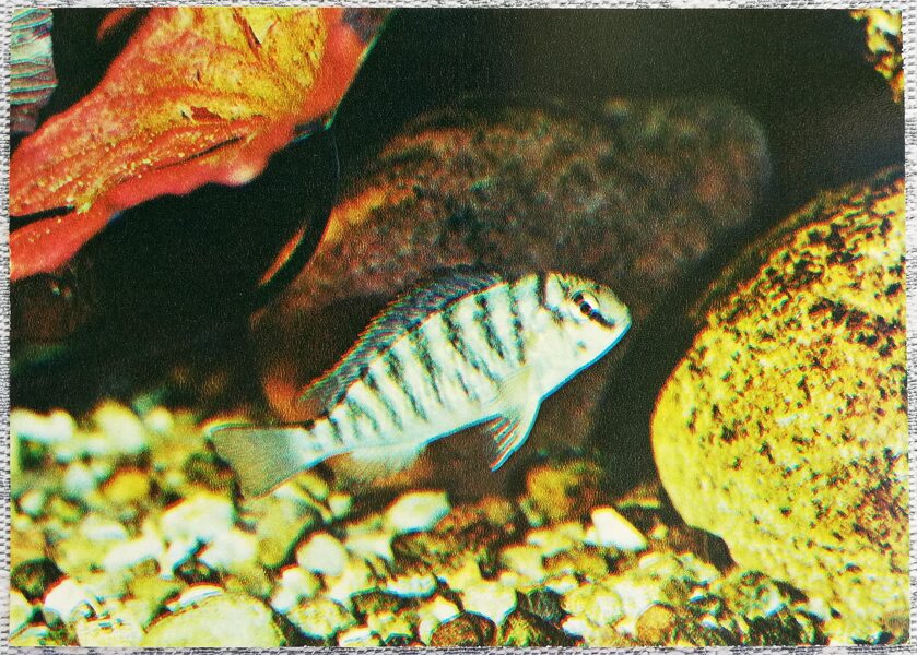 Cichlids 1983 Pseudosimochromis 15x10.5 cm Aquarium fish postcard USSR  