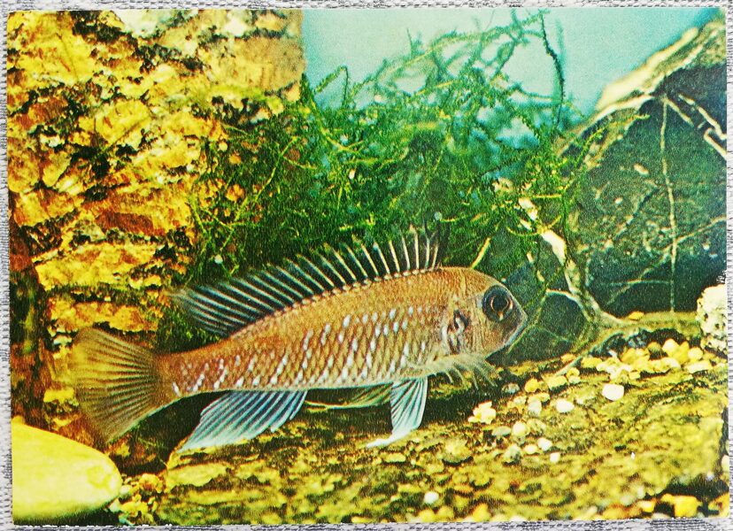 Cichlids 1983 Bronze Triglachromis 15x10.5 cm aquarium fish USSR postcard  
