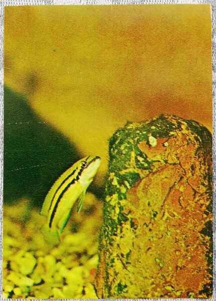 Cichlids 1983 Two-striped Halinochromis 10.5x15 cm aquarium fish USSR postcard  
