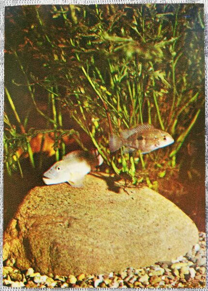 Cichlids 1983 Blue Steatocranus 10.5x15 cm aquarium fish USSR postcard  