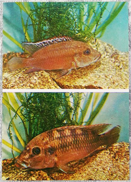 Cichlids 1983 Chromidotilapia Kingsley 10.5x15 cm aquarium fish USSR postcard  