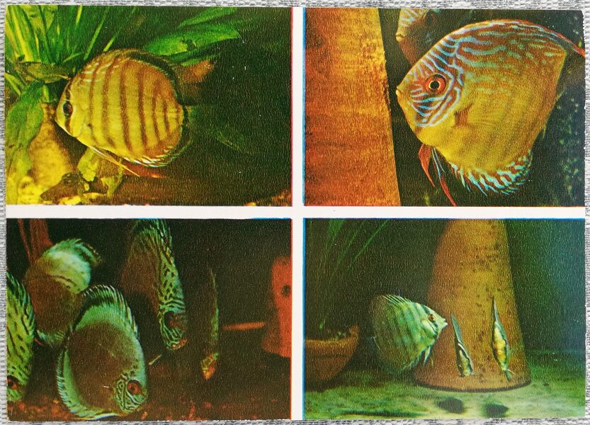 Cichlids 1983 Discus 15x10.5 cm aquarium fish USSR postcard  