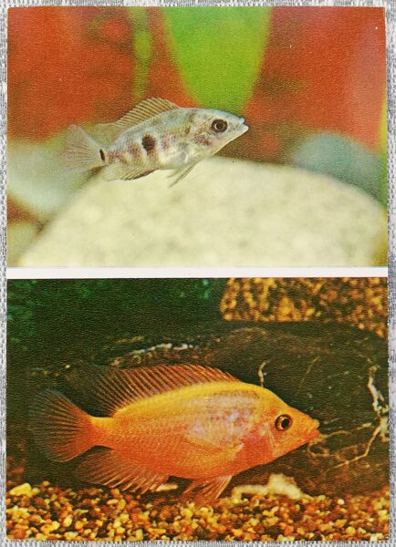 Cichlids 1983 Lumpy Tsikhlazoma 10.5x15 cm aquarium fish postcard USSR  