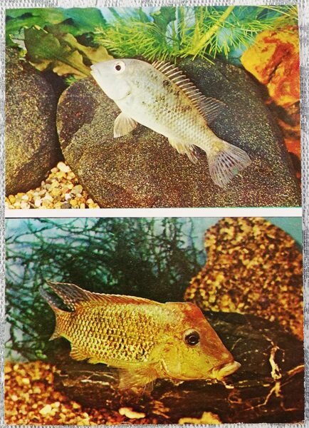 Cichlids 1983 Geophagus Steindachner 10.5x15 cm aquarium fish USSR postcard  