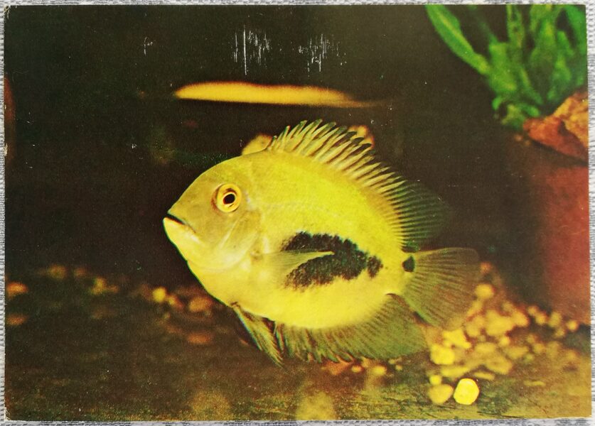 Cichlids 1983 Triangular cichlid 15x10.5 cm aquarium fish USSR postcard  