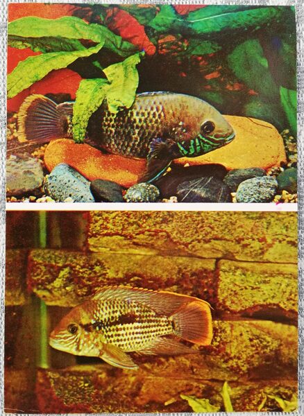 Cichlids 1983 Turquoise Akara 10.5x15 cm aquarium fish USSR postcard  