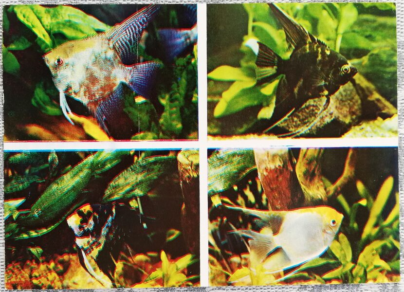 Cichlids 1983 Angelfish 15x10.5 cm aquarium fish USSR postcard  