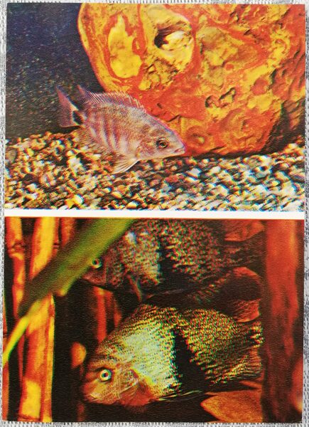 Cichlids 1983 Red-throated cichlazoma 10.5x15 cm aquarium fish USSR postcard  