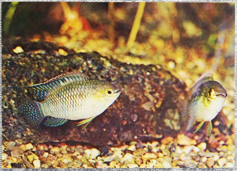 Cichlids 1983 Curviceps 15x10.5 cm aquarium fish USSR postcard  