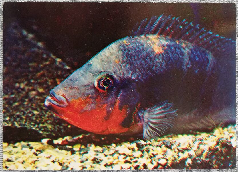 Cichlids 1983 Tsichlazoma Meeka 15x10.5 cm aquarium fish USSR postcard  