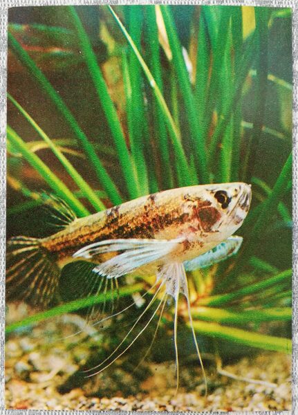 1980 Pantodon buchholtzi Peters 10.5x15 cm aquarium fish USSR postcard  