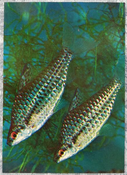 1980 Chilodus 10.5x15 cm aquarium fish USSR postcard  