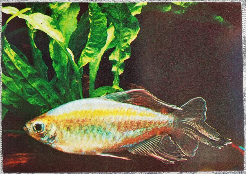 1980 Congo 15x10.5 cm aquarium fish USSR postcard  