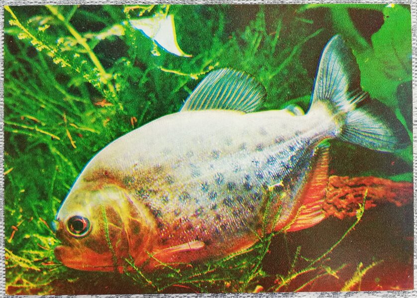 1980 Piranha 15x10.5 cm aquarium fish USSR postcard  