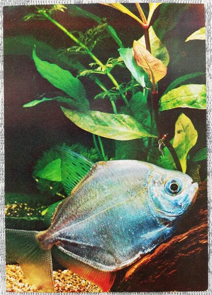1980 Metinnis 10.5x15 cm aquarium fish USSR postcard  