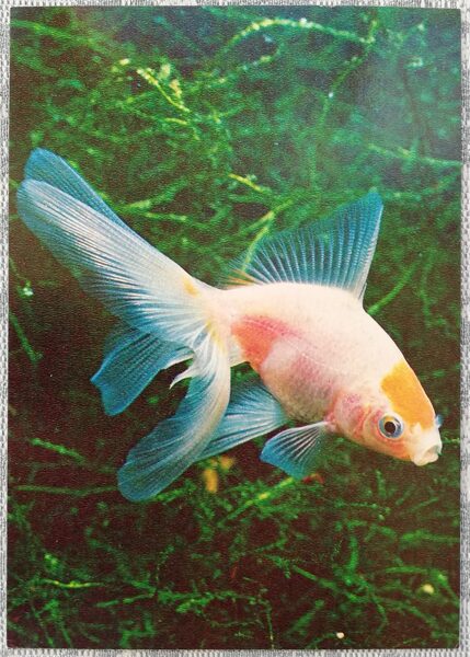 1980 Goldfish "Little Red Riding Hood" 10.5x15 cm aquarium fish USSR postcard   