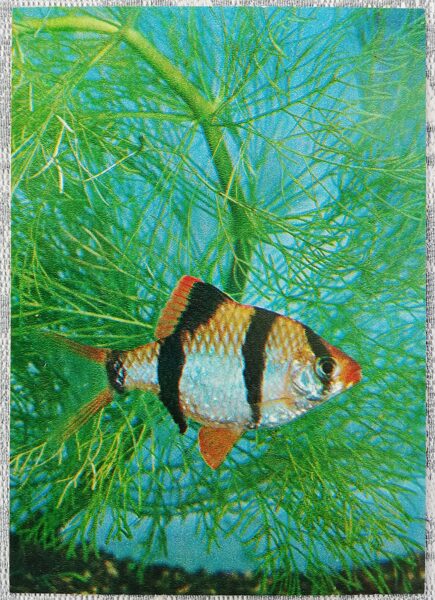 1980 Sumatran barbus 10.5x15 cm aquarium fish USSR postcard  