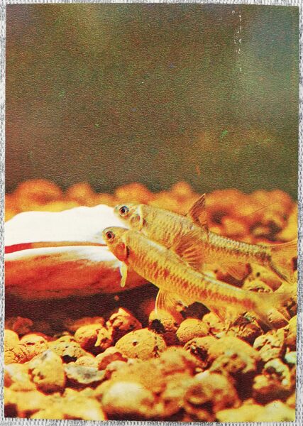 1980 Minnow Chersky 10.5x15 cm aquarium fish USSR postcard  