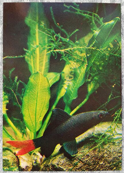 1980 Labeo bicolor 10.5x15 cm aquarium fish postcard USSR  
