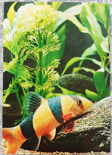 1980 Macrakanta, clown botia 10.5x15 cm aquarium fish USSR postcard   