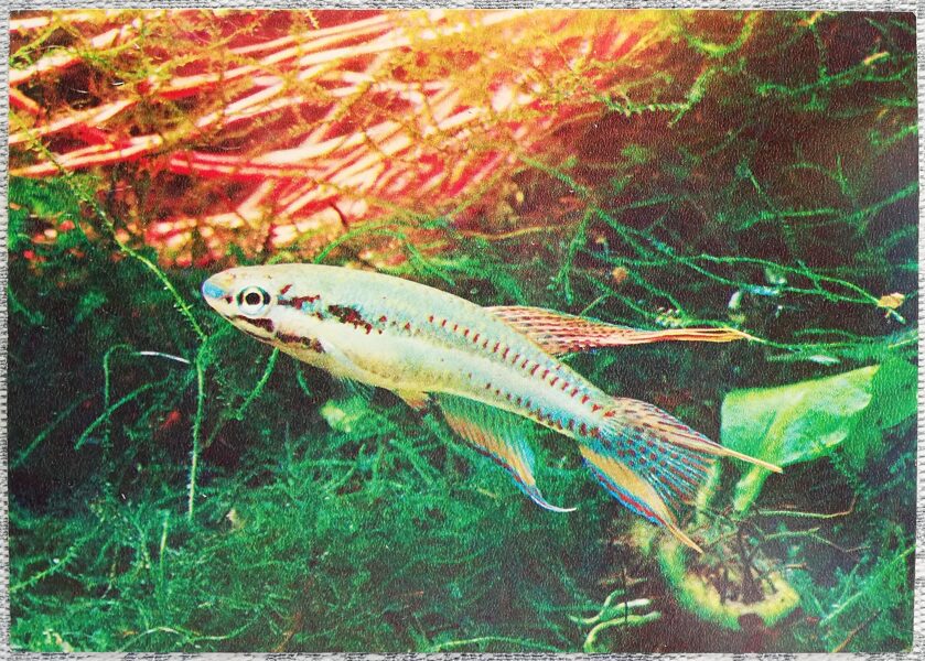 1980 Afiozemion two-strip 15x10.5 cm aquarium fish postcard USSR   