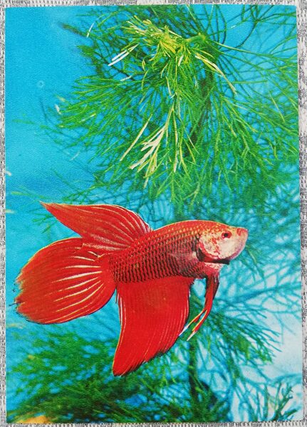 1980 Cockerel, fighting fish 10.5x15 cm aquarium fish USSR postcard  