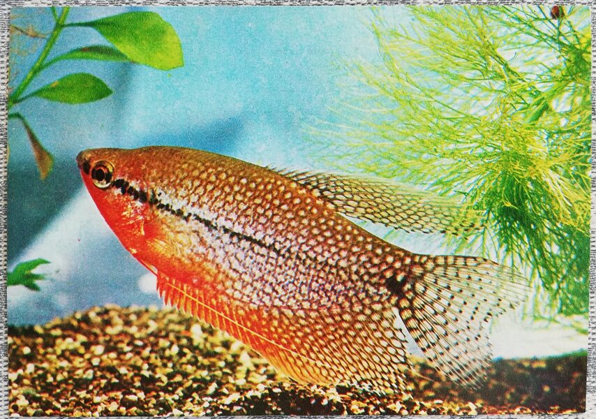 1980 Pearl gourami 15x10.5 cm aquarium fish USSR postcard  