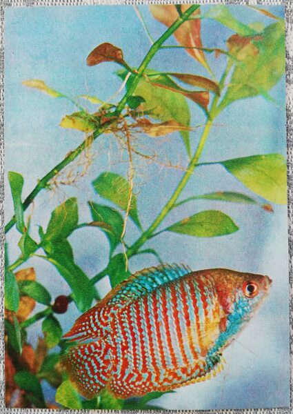 1980 Lyalius, rainbow fish 10.5x15 cm aquarium fish USSR postcard  