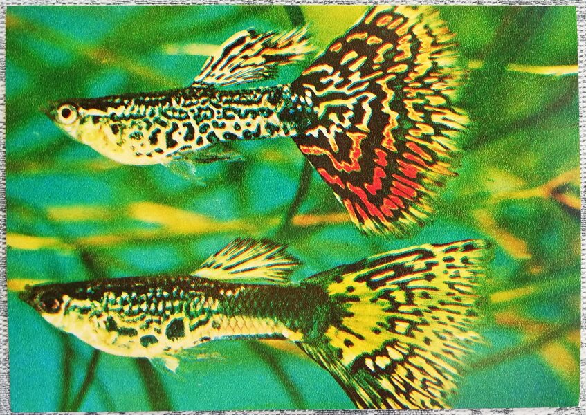 1980 Guppy 15x10.5 cm aquarium fish USSR postcard  