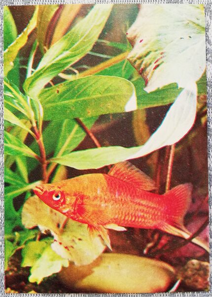 1980 Sword bearer 10.5x15 cm aquarium fish USSR postcard  