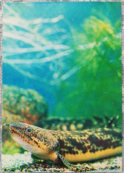 1980 Mnogoper, snake fish 10.5x15 cm aquarium fish USSR postcard  