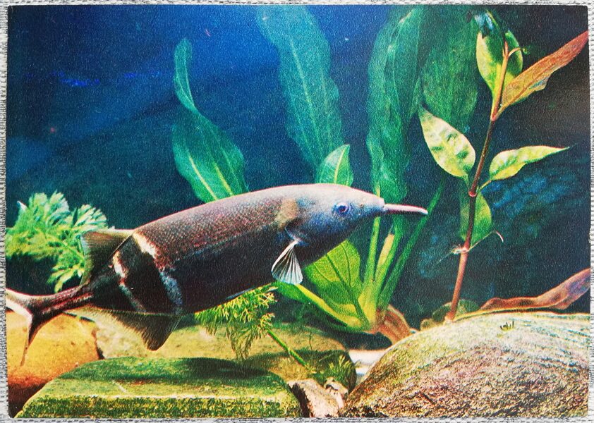 1980 Mormirus, elephant fish 15x10.5 cm aquarium fish USSR postcard  