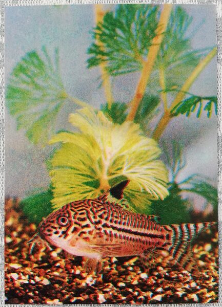 1980 Leopard catfish 10.5x15 cm aquarium fish USSR postcard  
