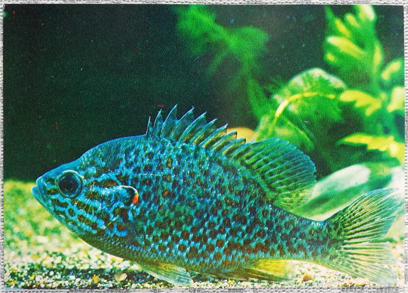 1980 Solar perch 15x10.5 cm aquarium fish USSR postcard   