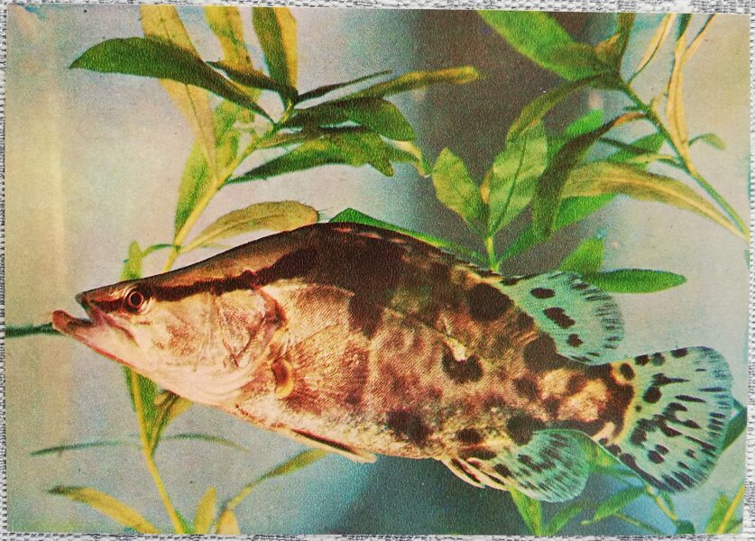 1980 Aukha, Chinese perch 15x10.5 cm aquarium fish USSR postcard  