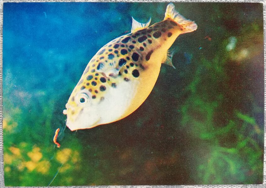 1980 Green tetradon, ball fish 10.5x15 cm aquarium fish postcard USSR  