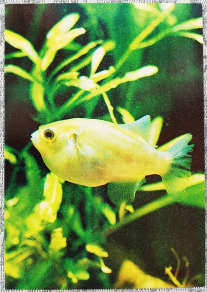 1980 Bronze tetradon, ball fish 10.5x15 cm aquarium fish postcard USSR  