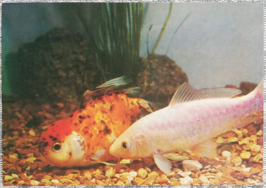 Carp 1986 Carassius auratus auratus vag. 15x10.5cm aquarium fish USSR postcard  