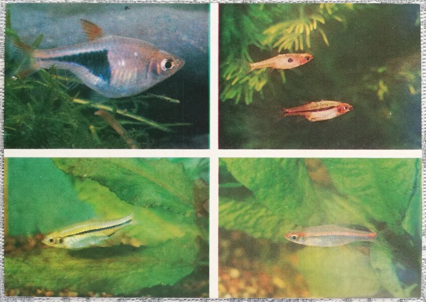Carp 1986 Rasbora heteromorpha 15x10.5 cm aquarium fish USSR postcard   