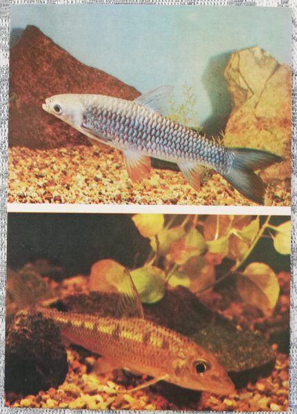 Carp 1986 Leptobarbus hoevenii 10.5x15 cm aquarium fish USSR postcard  