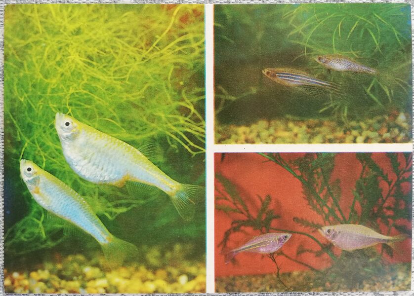 Carp 1986 Danio aequipinnatus 15x10.5 cm aquarium fish USSR postcard  