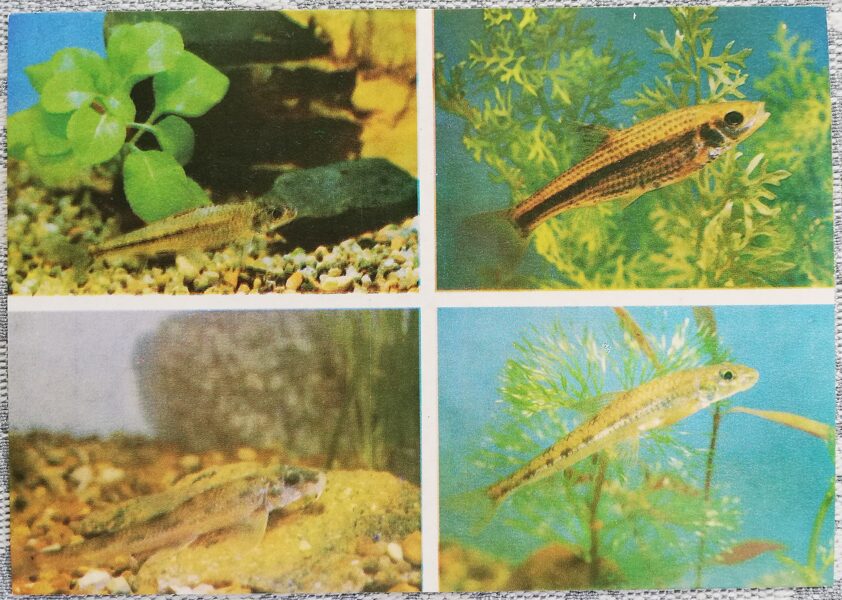 Carp 1986 Gnathopogon chankaensis 15x10.5 cm aquarium fish USSR postcard  