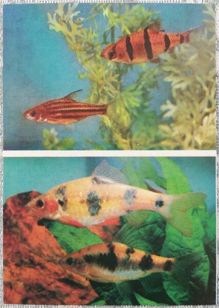 Carp 1986 Barbus pentazona 10.5x15 cm aquarium fish USSR postcard  