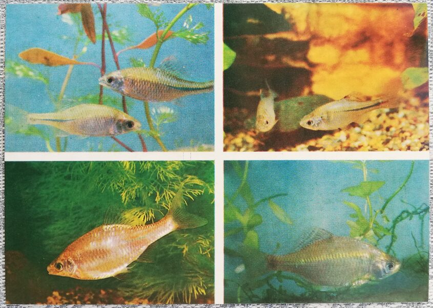 Carp 1986 Rhodeus sericeus sericeus 15x10.5 cm aquarium fish USSR postcard  