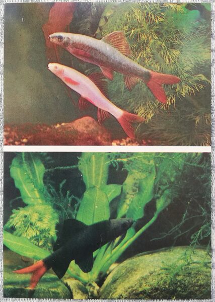 Carp 1986 Labeo bicolor 10.5x15 cm aquarium fish USSR postcard  