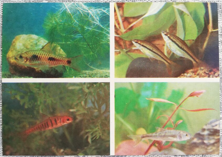 Carp 1986 Barbus trispilus 15x10.5 cm aquarium fish USSR postcard  