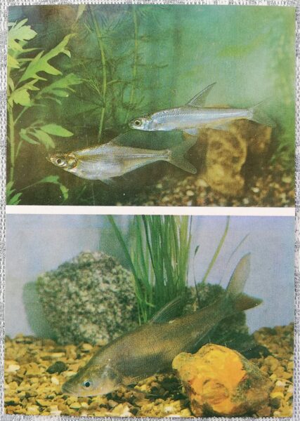 Carp 1986 Capoctobrama kuschakewitschi 10.5x15 cm aquarium fish USSR postcard    